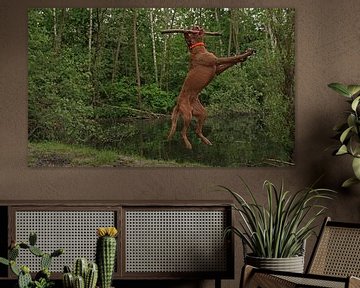 Jeux d'eau au bord d'un lac avec un chien brun Magyar Vizsla Drahthaar .