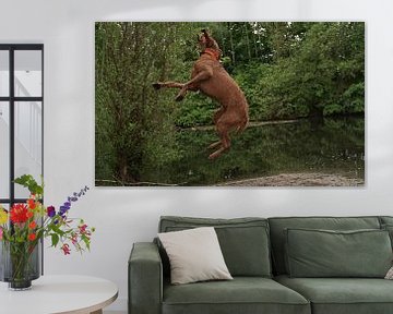 Jeux d'eau au bord d'un lac avec un chien brun Magyar Vizsla Drahthaar .