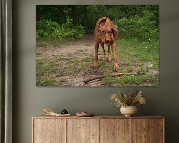 Jeux d'eau au bord d'un lac avec un chien brun Magyar Vizsla Drahthaar .