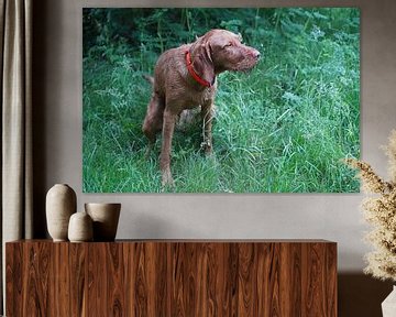 Dans la forêt avec un chien brun Magyar Vizsla Drahthaar .