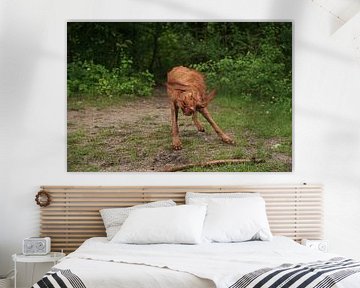 Waterspelletjes aan het meer met een bruine Magyar Vizsla ruwharige hond . van Babetts Bildergalerie