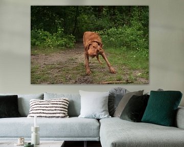 Waterspelletjes aan het meer met een bruine Magyar Vizsla ruwharige hond .