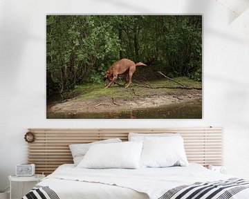 Jeux d'eau au bord d'un lac avec un chien brun Magyar Vizsla Drahthaar .