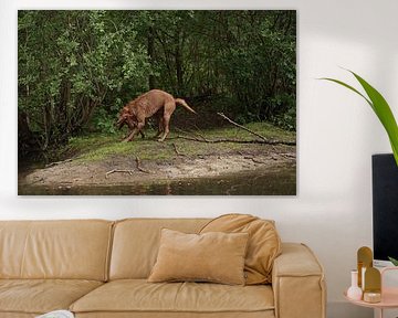 Water games at the lake with a brown Magyar Vizsla wirehaired dog .