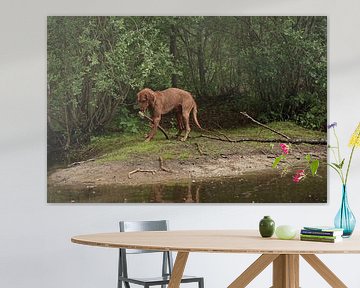 Jeux d'eau au bord d'un lac avec un chien brun Magyar Vizsla Drahthaar .