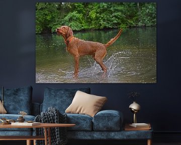 Jeux d'eau au bord d'un lac avec un chien brun Magyar Vizsla Drahthaar .