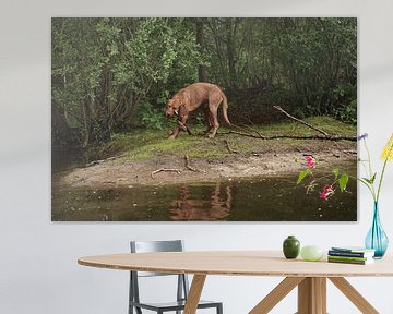 Waterspelletjes aan het meer met een bruine Magyar Vizsla ruwharige hond .