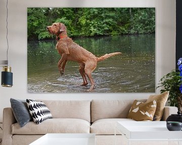 Waterspelletjes aan het meer met een bruine Magyar Vizsla ruwharige hond .