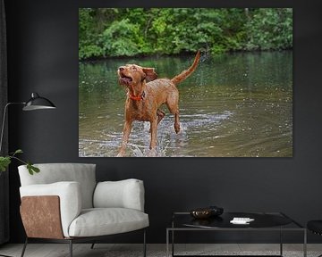 Water games at the lake with a brown Magyar Vizsla wirehaired dog .