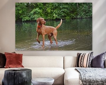 Waterspelletjes aan het meer met een bruine Magyar Vizsla ruwharige hond .