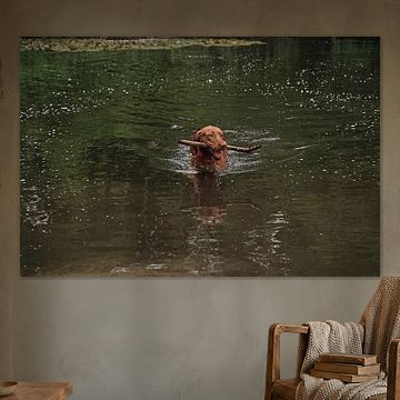Wasserspiele am See mit einem braunen Magyar Vizsla Drahthaar.