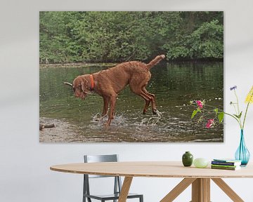 Wasserspiele am See mit einem braunen Magyar Vizsla Drahthaar.