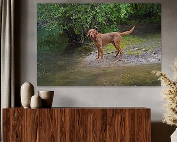 Waterspelletjes aan het meer met een bruine Magyar Vizsla draadhaar. van Babetts Bildergalerie