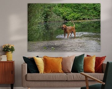 Water games at the lake with a brown Magyar Vizsla wirehair. by Babetts Bildergalerie