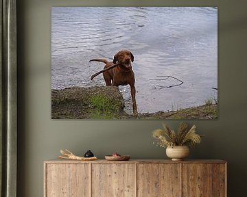 Wasserspiele am See mit einem braunen Magyar Vizsla Drahthaar.