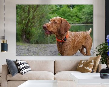 Waterspelletjes aan het meer met een bruine Magyar Vizsla draadhaar. van Babetts Bildergalerie