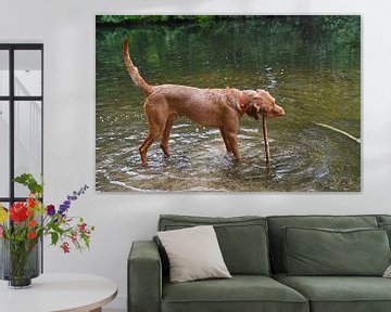 Waterspelletjes aan het meer met een bruine Magyar Vizsla draadhaar.