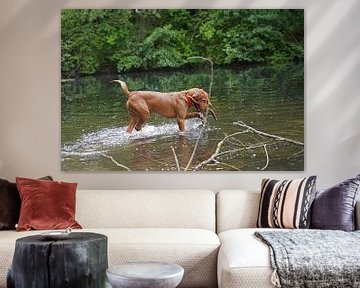 Waterspelletjes aan het meer met een bruine Magyar Vizsla draadhaar.