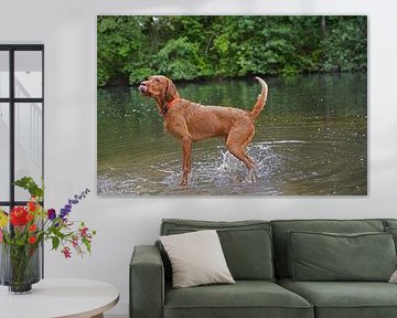 Water games at the lake with a brown Magyar Vizsla wirehair. by Babetts Bildergalerie