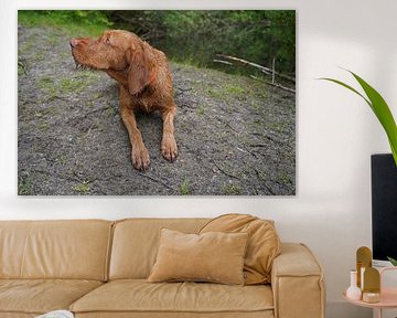 On the forest path with a brown Magyar Vizsla wirehair. by Babetts Bildergalerie