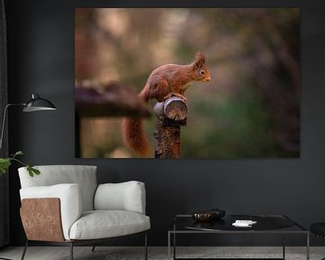 Squirrel at the feeding site by Vincent D'hondt