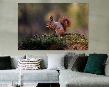 Squirrel at feeding site in Tessenderlo by Vincent D'hondt