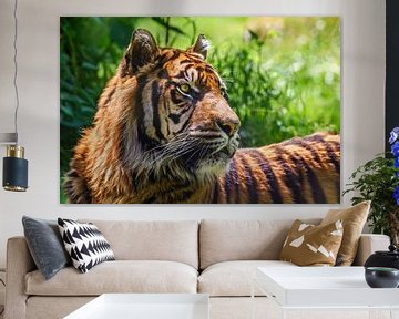 Close-up of a Sumatran tiger by Chihong