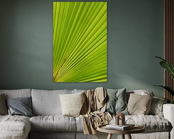 Palm leaf and Mediterranean sunlight 1