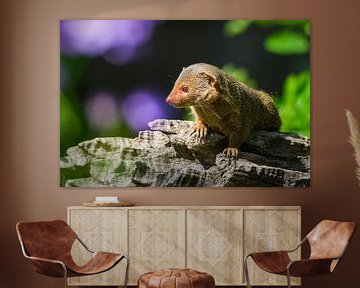 Close-up of a dwarf mongoose by Chihong