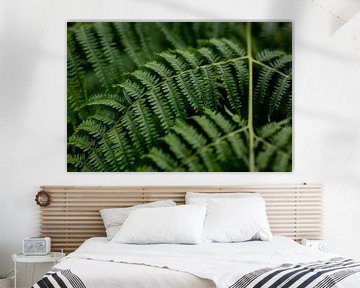 Green fern in the forest by ViaMapia