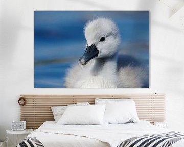 Donzy.nl - Young swan - Portrait by Donzy.nl