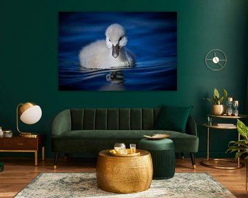 Donzy.com - Young swan against a dark background. by Donzy.nl