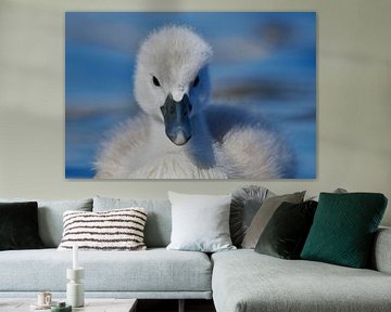 Donzy.nl - Young swan - Portrait by Donzy.nl