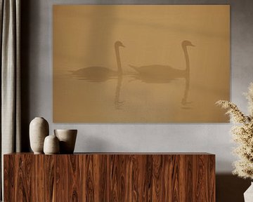 Donzy.com - Two adult swans in the fog in the morning. by Donzy.nl