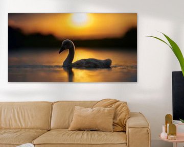 Donzy.com - Young swan in backlight with the setting sun. by Donzy.nl
