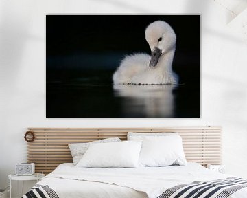 Donzy.com - Young swan against a dark background. by Donzy.nl