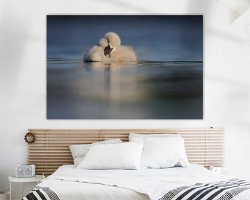 Donzy.com - Young swan sleeping on the water. by Donzy.nl