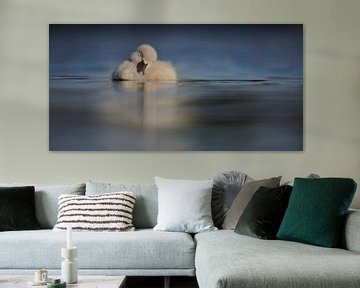 Donzy.com - Young swan sleeping on the water in panoramic format. by Donzy.nl