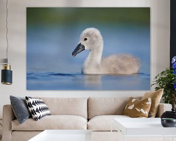 Donzy.com - Young swan against a light background. by Donzy.nl