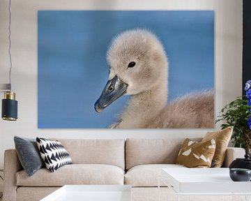 Donzy.com - Young Swan - Portrait. by Donzy.nl