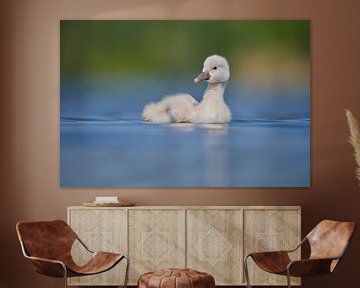 Donzy.com - Young swan against a light background. by Donzy.nl