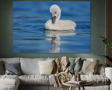 Donzy.com - Young swan against a light background. by Donzy.nl
