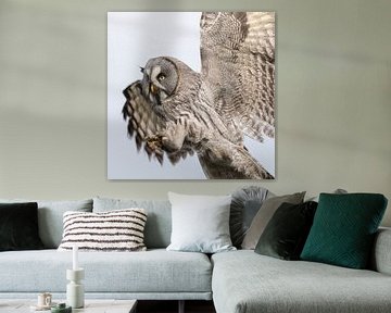 Lapland Owl by Jan van Vreede
