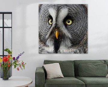 Hibou de Laponie, portrait sur Jan van Vreede