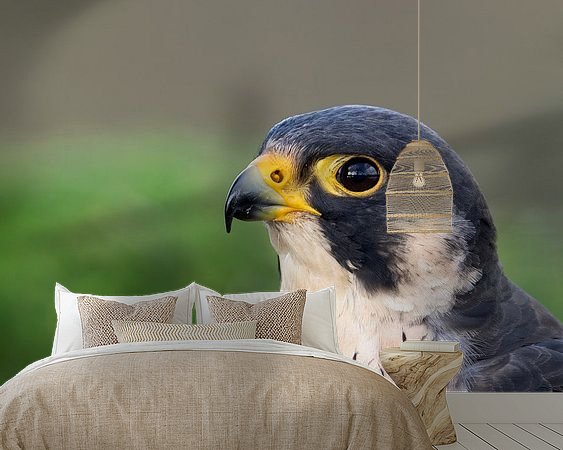 Aperçu de la chambre