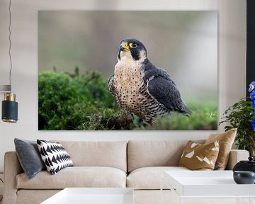 Peregrine falcon, portrait, close up, at rest by Jan van Vreede
