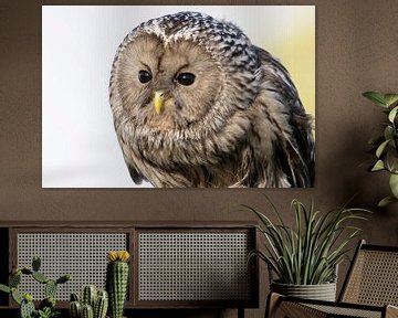 Urchin owl, portrait, resting by Jan van Vreede