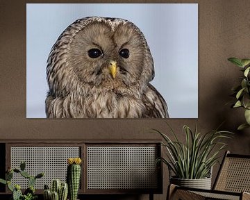 Urchin owl, portrait, resting by Jan van Vreede