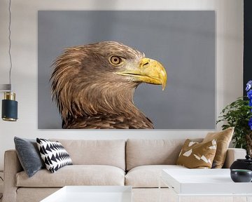 Bald eagle European, resting, portrait by Jan van Vreede