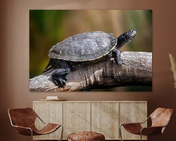 Een schildpad zittend op een tak van Mario Plechaty Photography